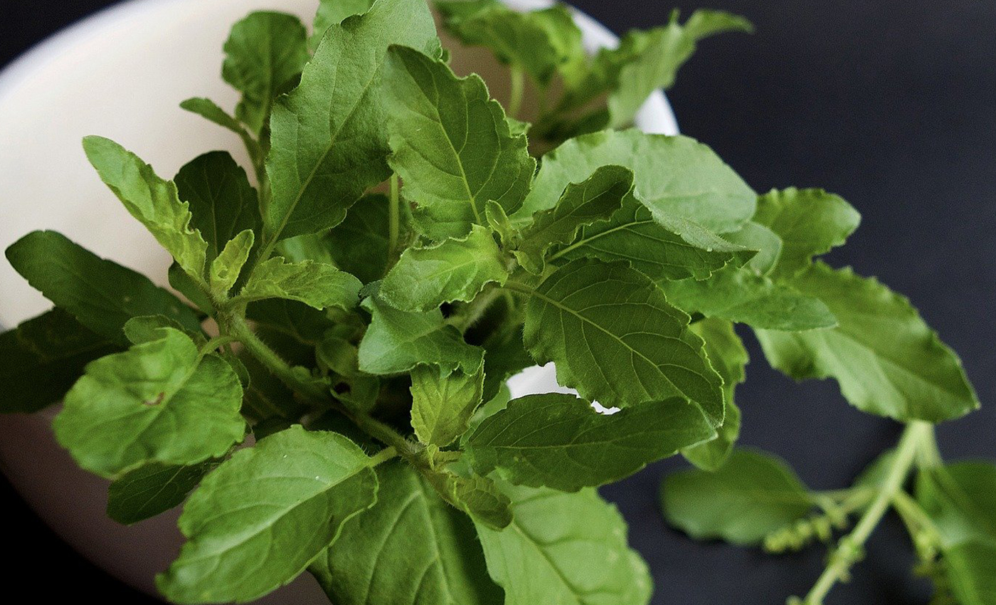 Consuming basil (Tulsi) leaves can prevent COVID-19.