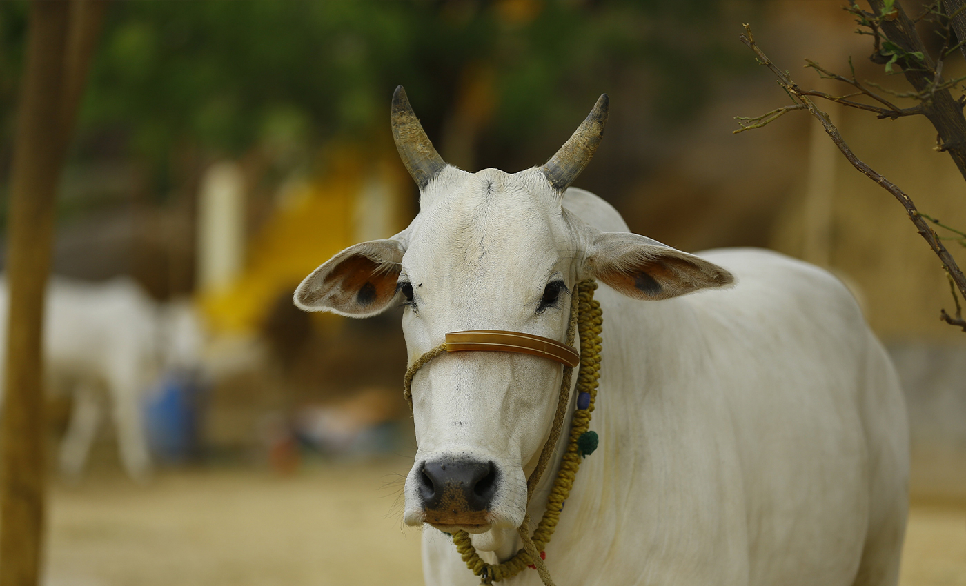 Misleading: Thousands of cows died in Gujarat after the Indian ...