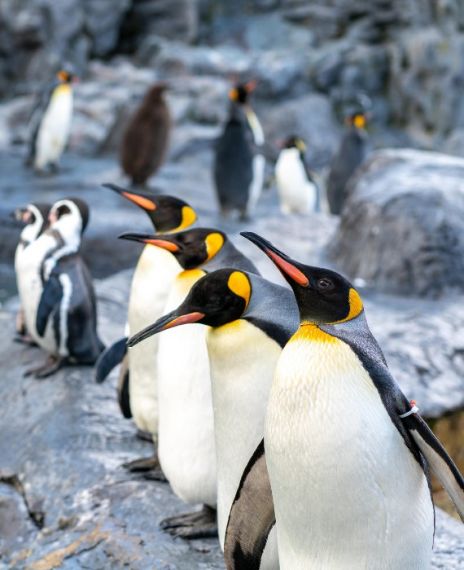Videos showed Penguins walking around the information desk, seeing other fish and animals at Shedd Aquarium in Chicago.