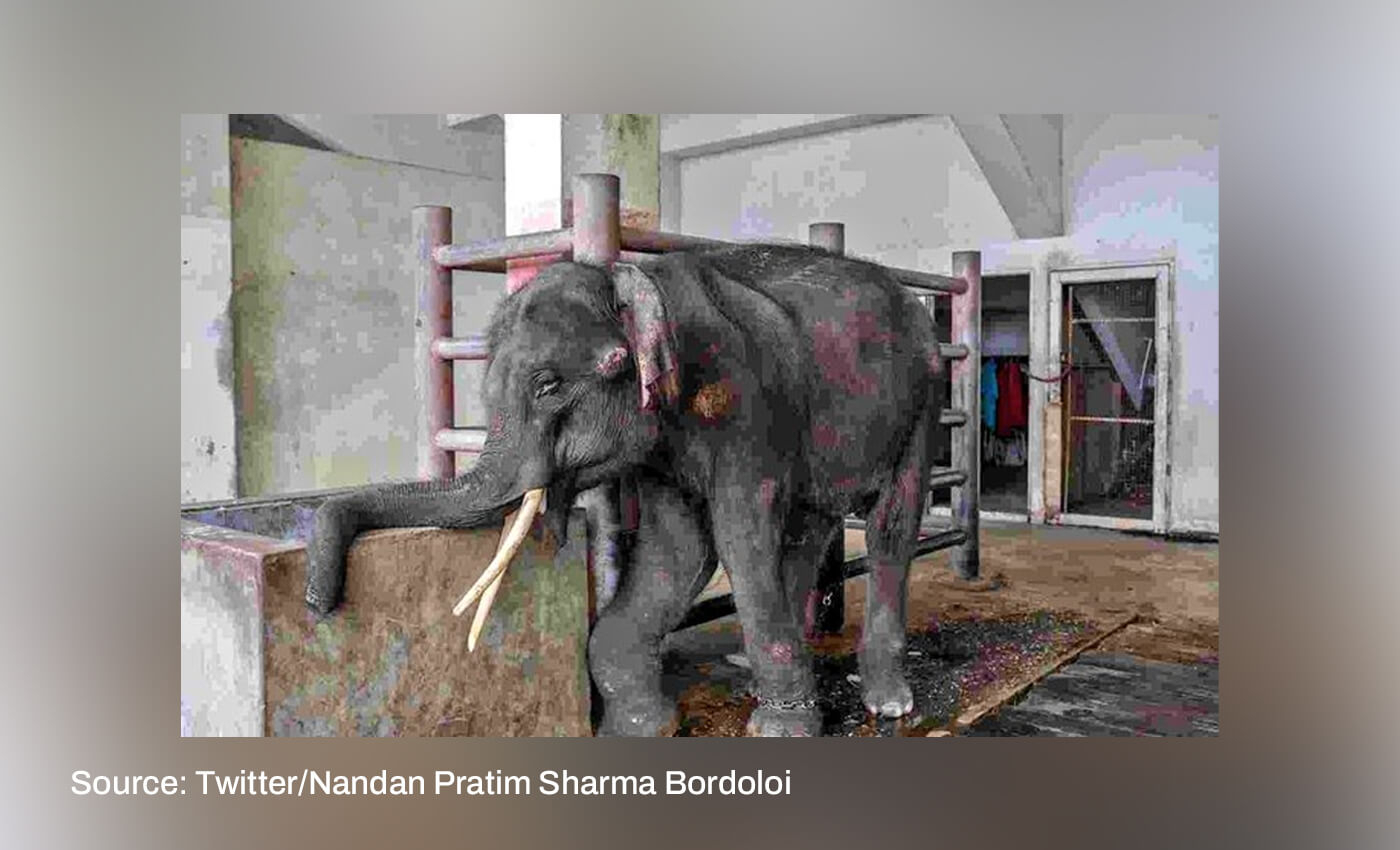 Photo shows Assamese elephant Joymala subjected to ill-treatment in Tamil Nadu.