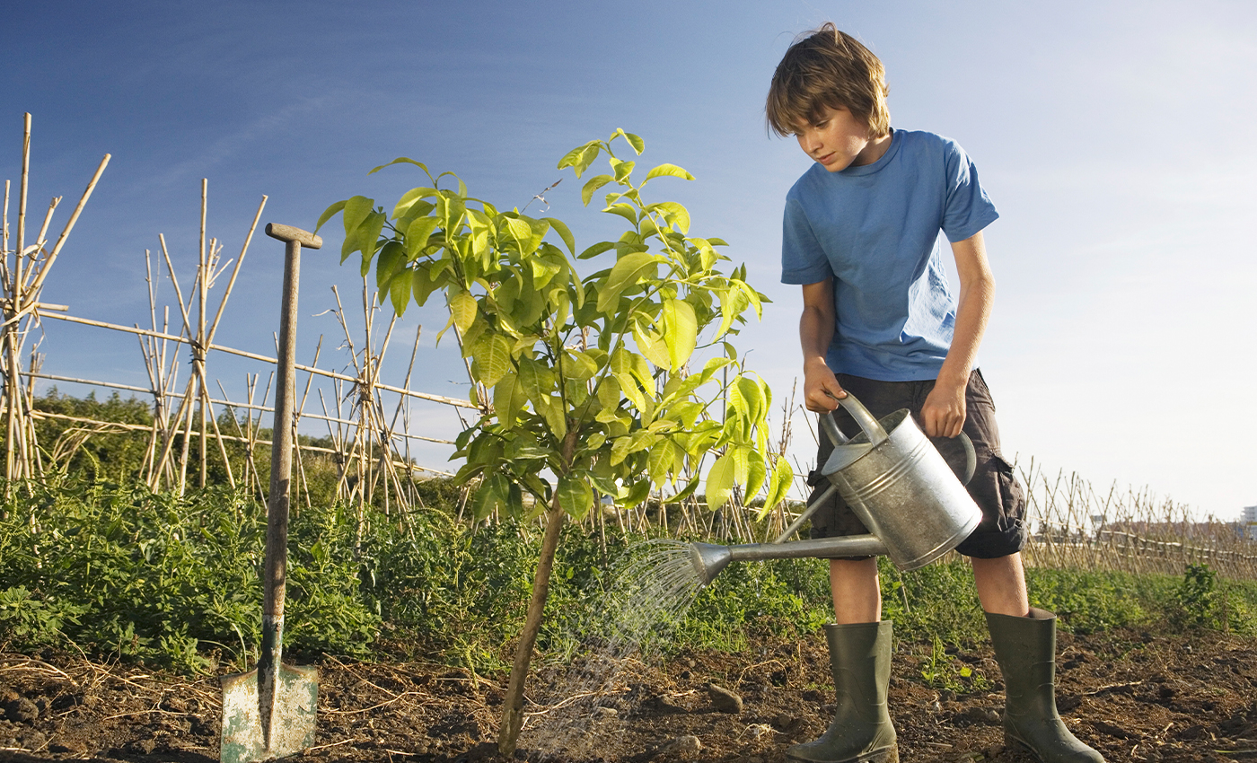 There is a tree that bears more than 25 varieties of fruits.