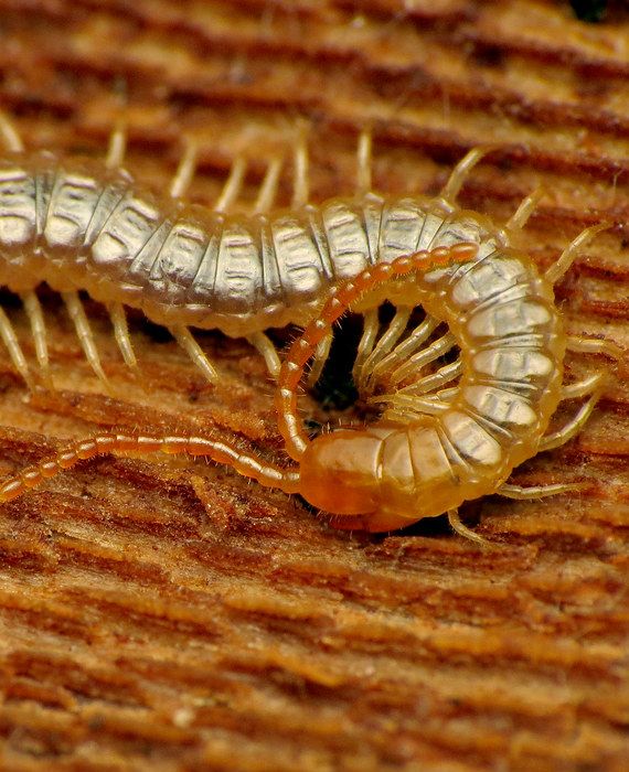 Life-threatening parasite found in Chinese patients who ate raw centipedes.