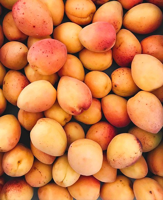 More than 500 varieties of mangoes were on display at Mango Festival held at New Delhi in 2019.