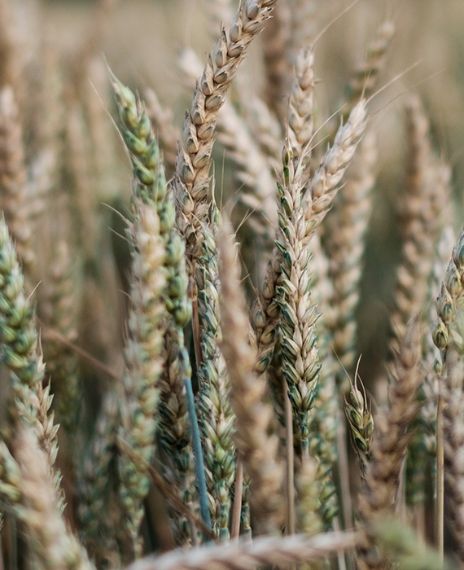 India has let 65 lakh tonnes of grains go waste in godowns in four months.