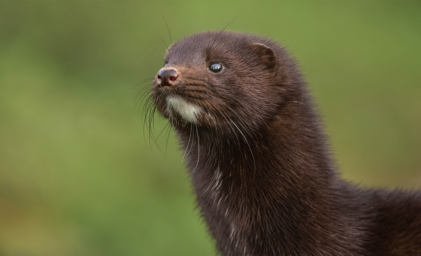 Mink industry workers tested positive for coronavirus in Sweden.