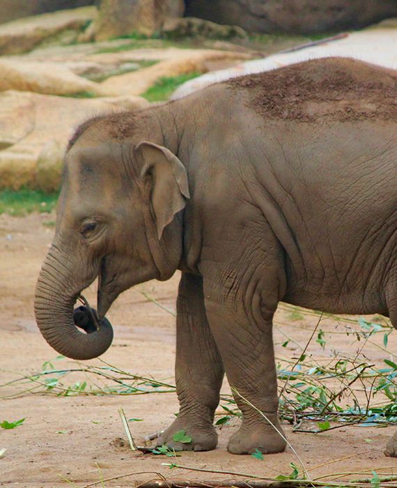 A pregnant elephant was killed in Kerala.