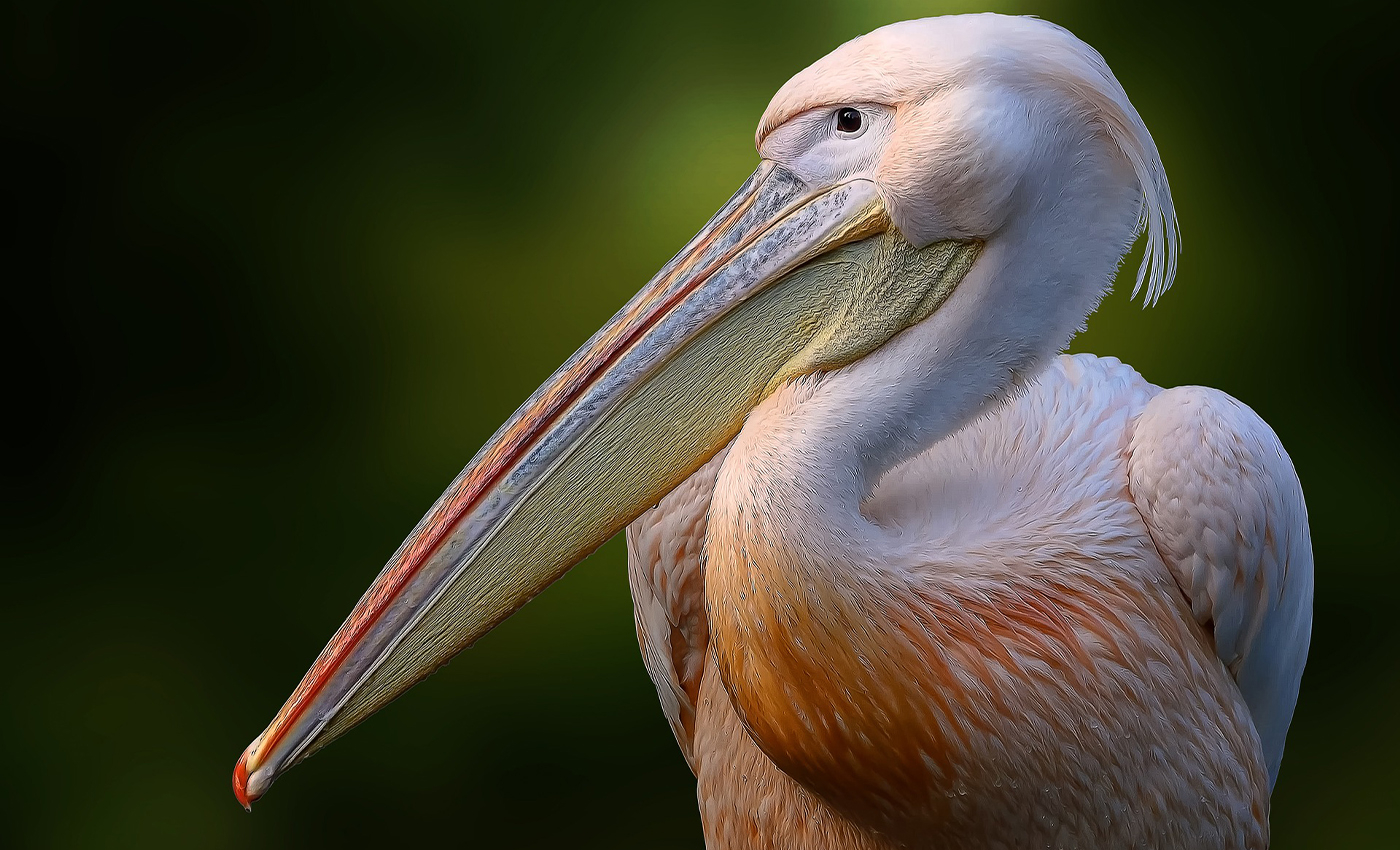 Pelicans shove their spines through their mouths to cool down.