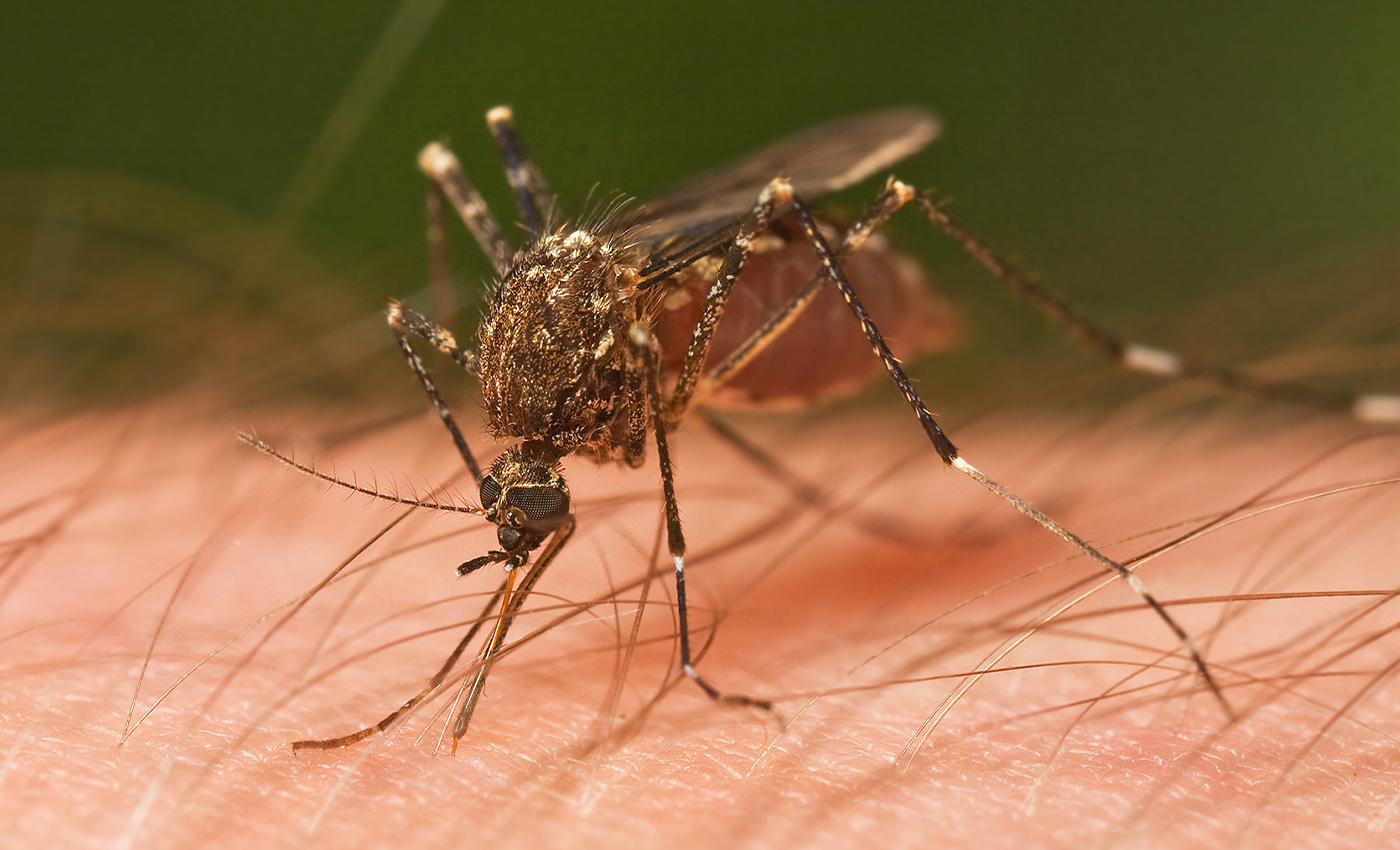 Bill Gates' genetically modified mosquitoes are responsible for mosquito-borne viruses in Florida and are part of the next planned pandemic.