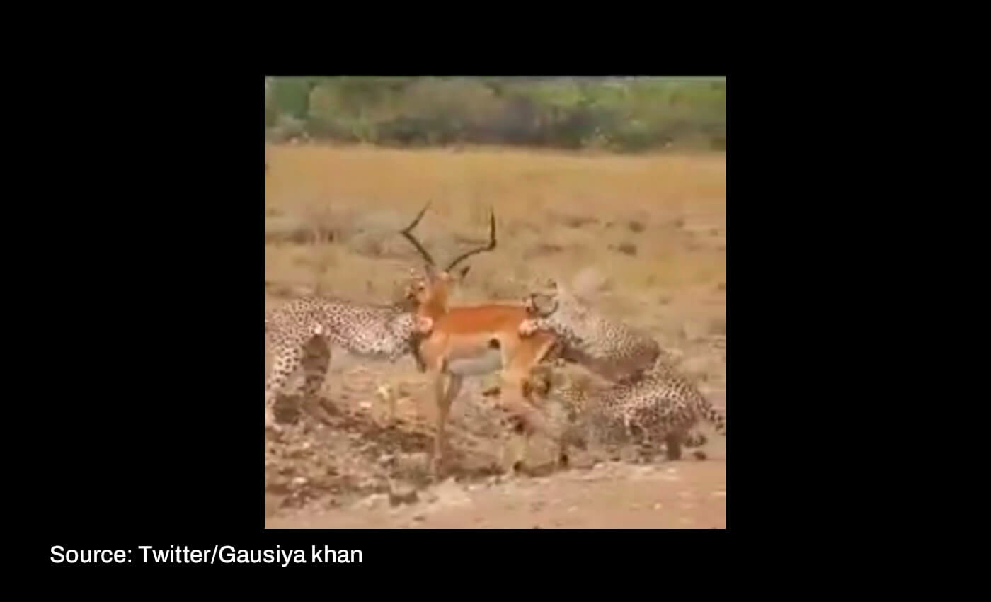 Cheetahs brought from Namibia have hunted down about 200 deers at Kuno National Park in Madhya Pradesh.