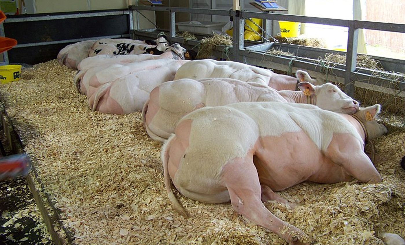 The Chinese government have tranplanted chicken organs in animals like cows for faster egg production.