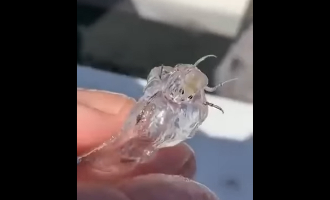 A video shows a person holding a transparent creature, and claims it is an alien.