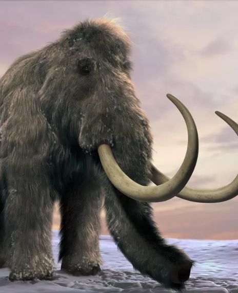 Last of the woolly Mammoths suffered from genetic defects like male sterility before disappearing.