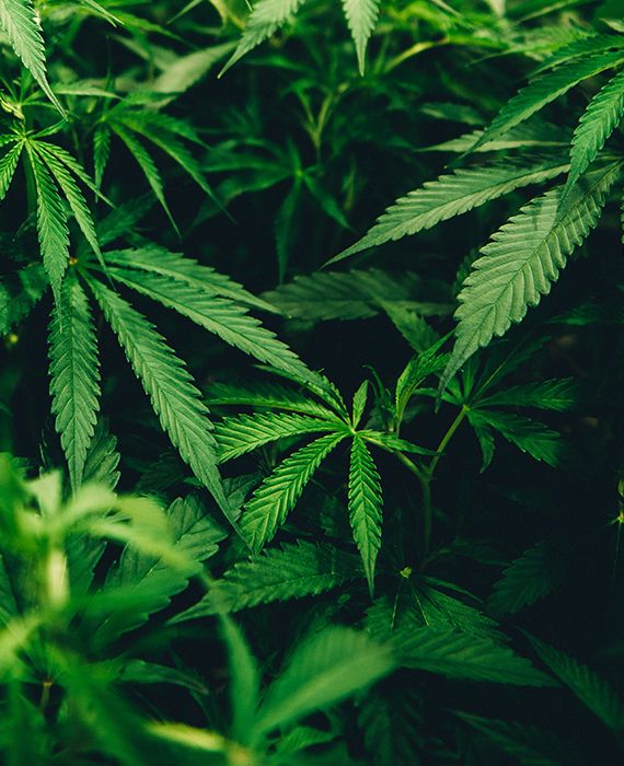 Cannabis may reduce deadly COVID-19 lung inflammation