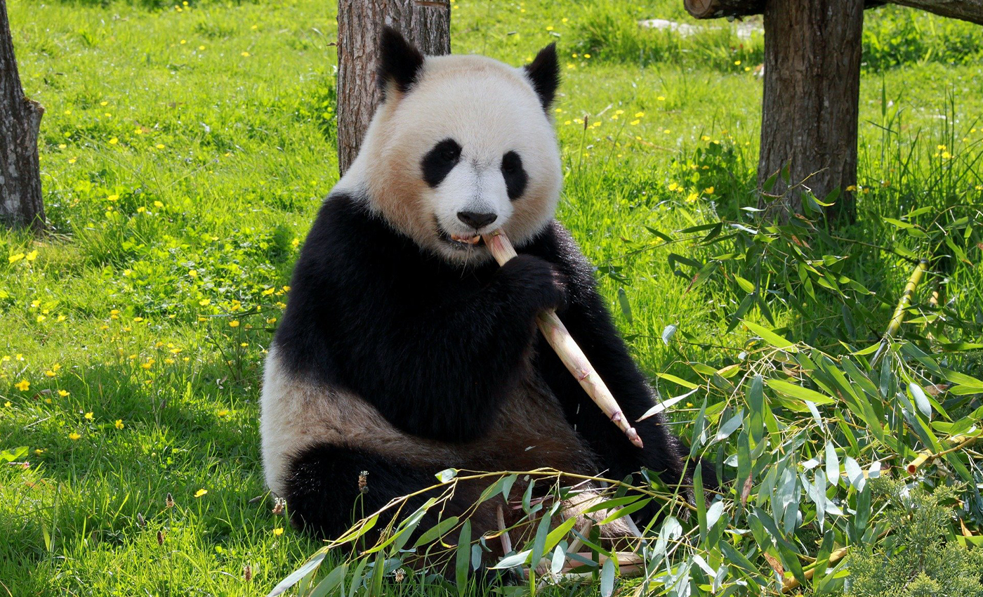 False Pandas, elephants, and other wild animals are likely to