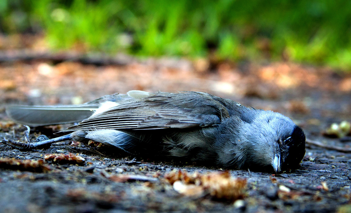 In India, many crows have died of bird flu.