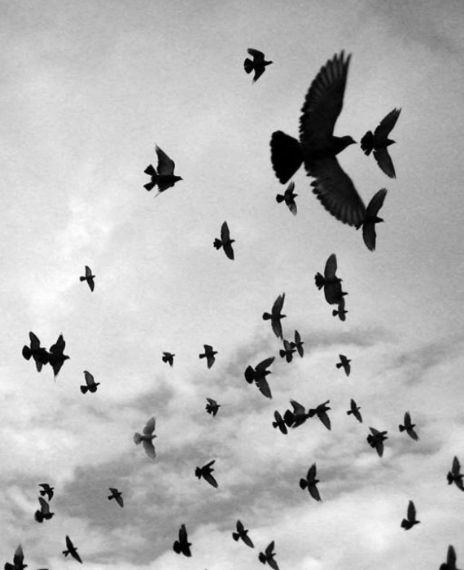 Thousands of crows recently launched an attack in Saudi Arabia.