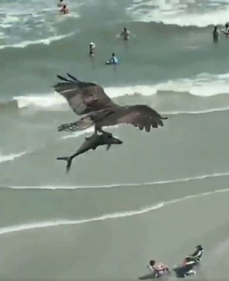 A video was shot of a bird carrying a shark-like fish at Myrtle Beach.