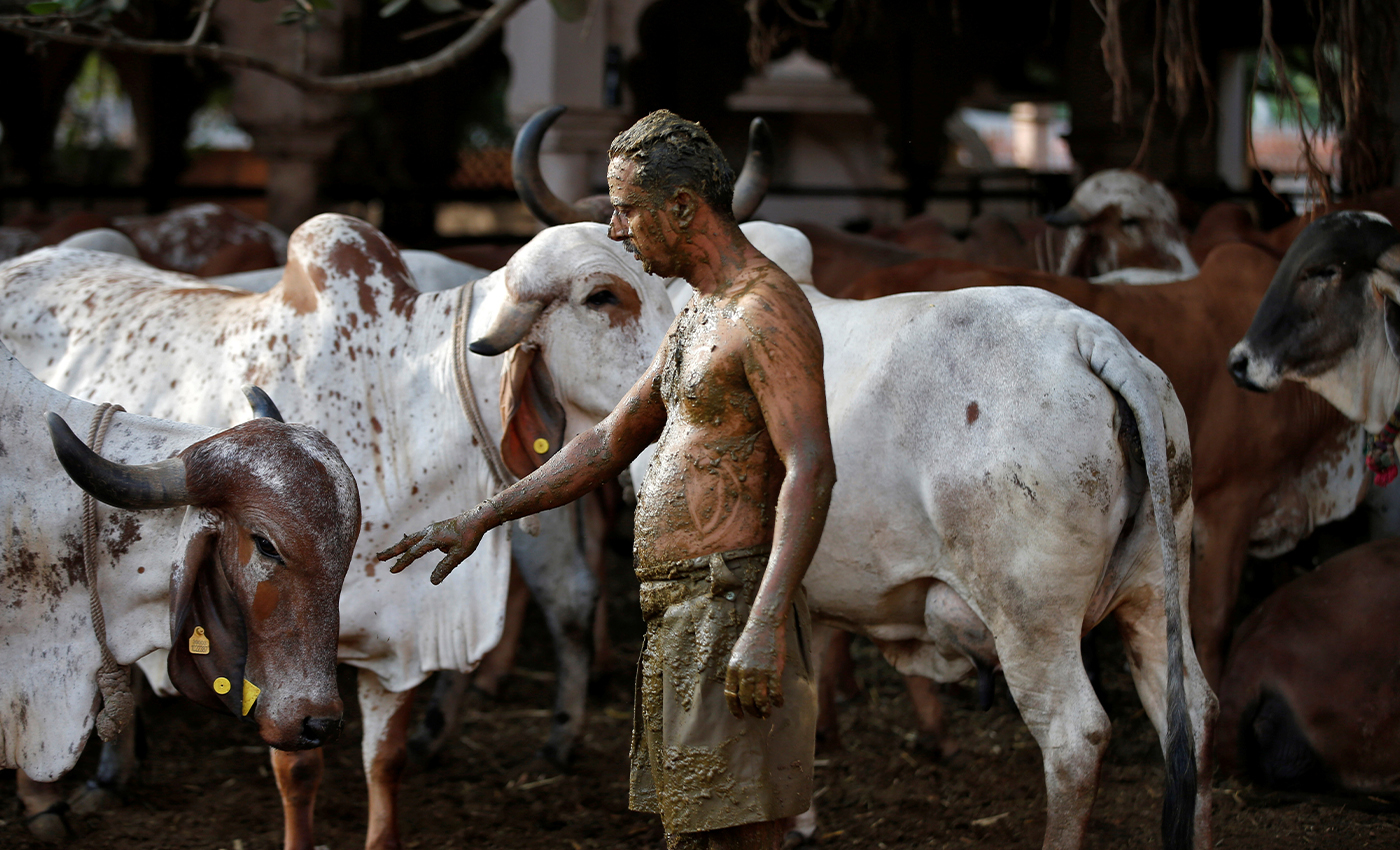 Applying cow dung all over the body can prevent one from contracting COVID-19.