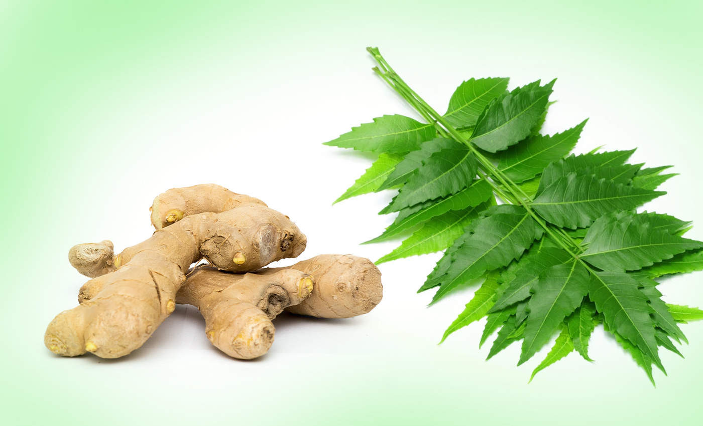 Inhaling steam infused with neem and ginger can ward off COVID-19.