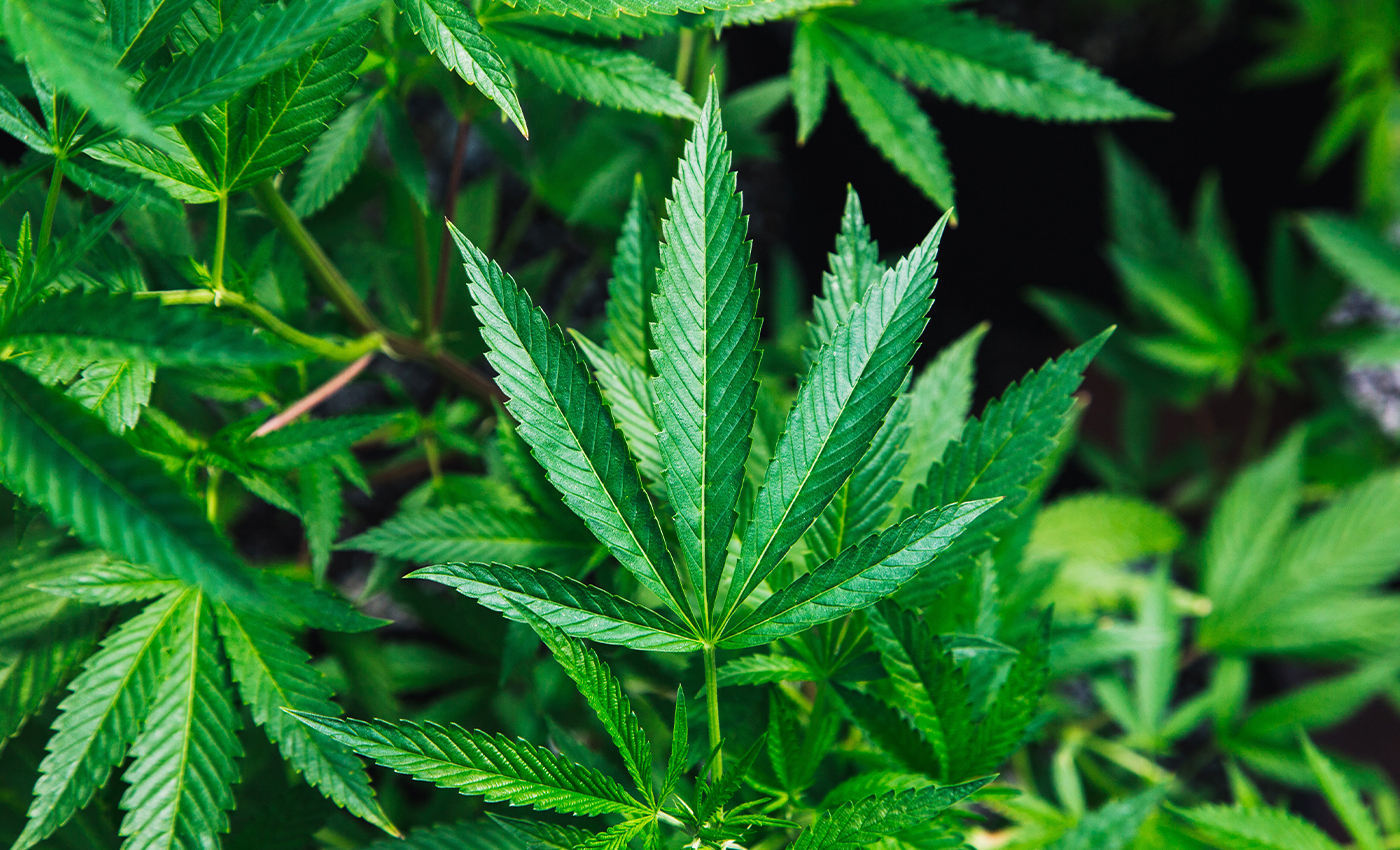 Cannabis may treat long-haul COVID.