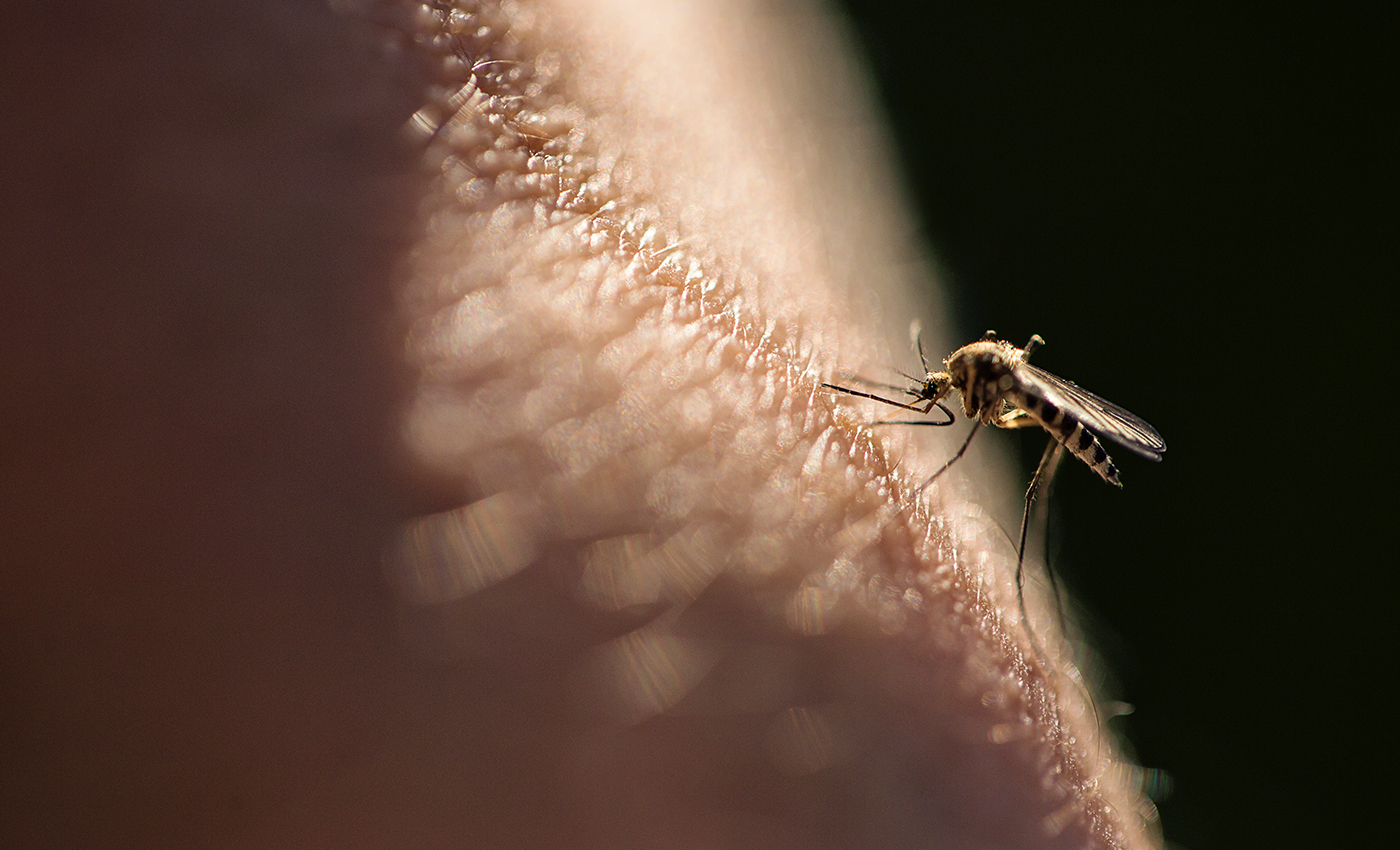 Governments are using nanotechnology to create mosquitoes and spread disease.