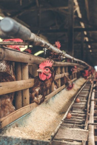 The Philippine Department of Agriculture confirms the detection of H5N6 or bird flu, highly-pathogenic avian influenza.