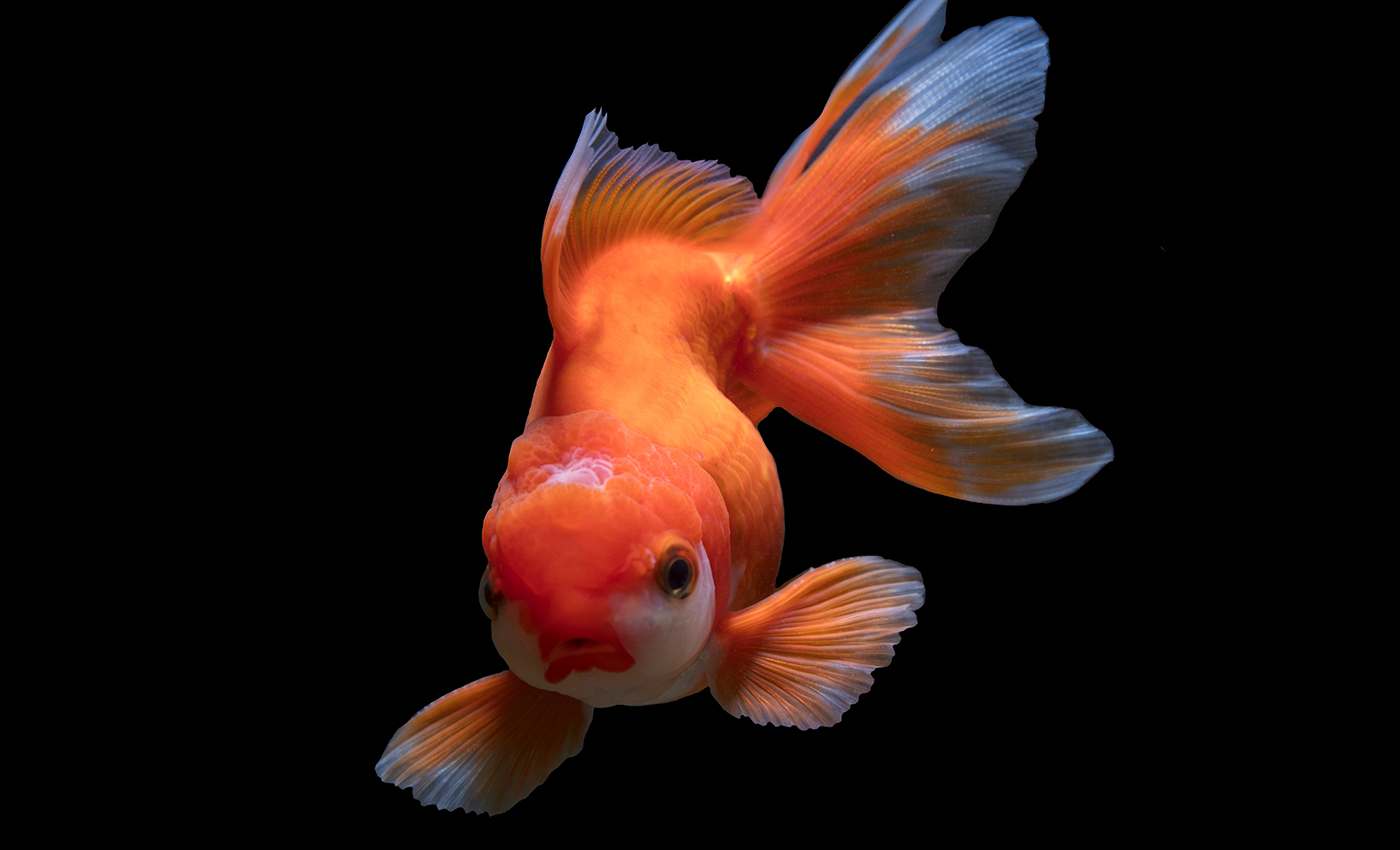 Goldfish don't remember anything more than a few minutes.