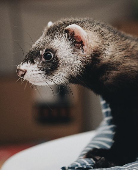 A group of ferrets is called a business.