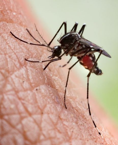 Malaria has killed over 1,800 people in the African country Burundi as of July 2019.