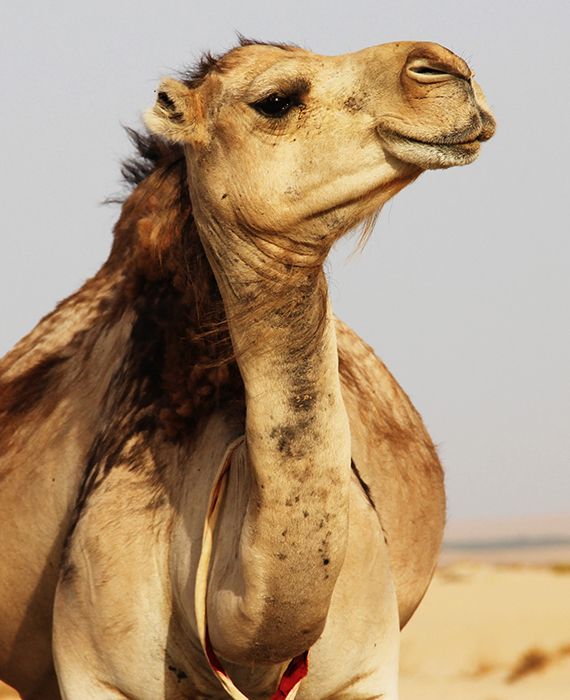 The Australian Government shot 5,000 feral camels for drinking too much water.