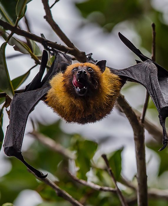 Two trees were chopped down in Mysuru over the fear of bats, thinking that they could spread Coronavirus.
