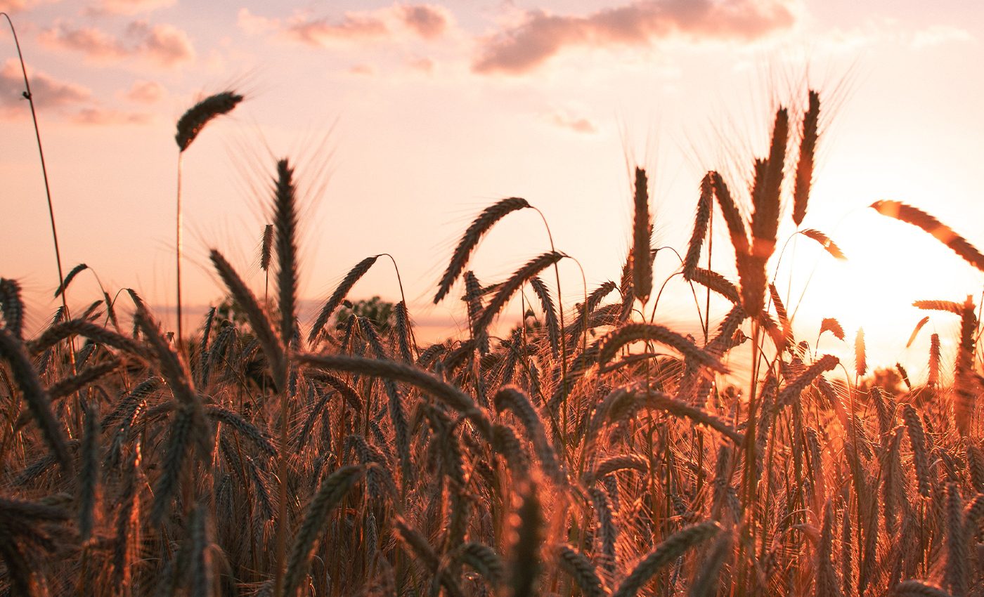 Indian agriculture export reached $41 billion despite disruptions caused by COVID-19.