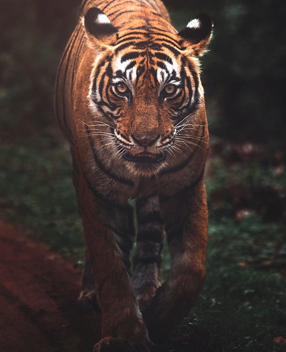 The Pilibhit district and Pilibhit Tiger Reserve have witnessed deaths of as many as 16 tigers and 3 leopards since 2012.