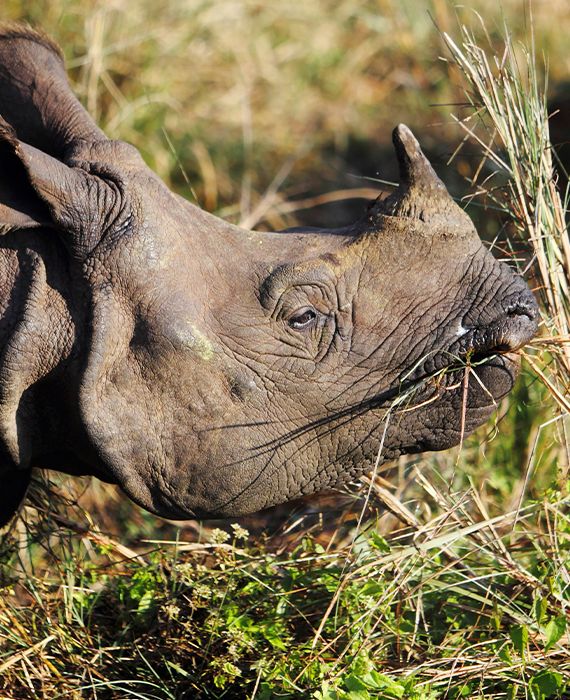 526 rhinos have died naturally as well as due to poaching in Assam since 2016.
