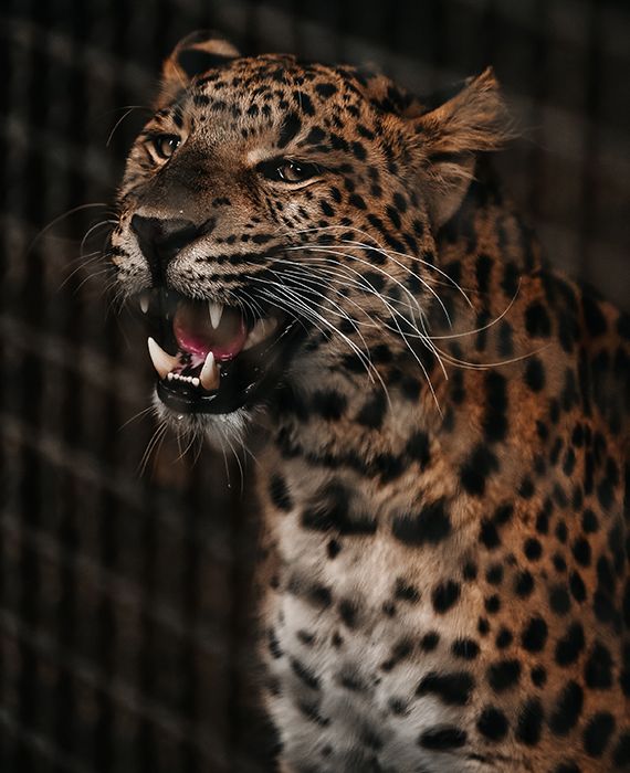 A Leopard was spotted lying on Hyderabad road amid COVID-19 lockdown.