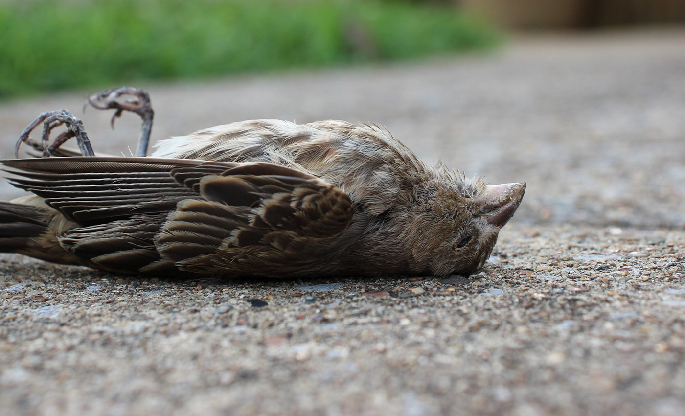Mass bird deaths have been reported in Rajasthan and Madhya Pradesh.