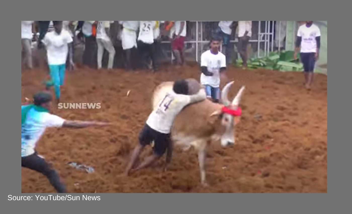 Tamil Nadu Police has banned Jallikattu in the state till March 2023.
