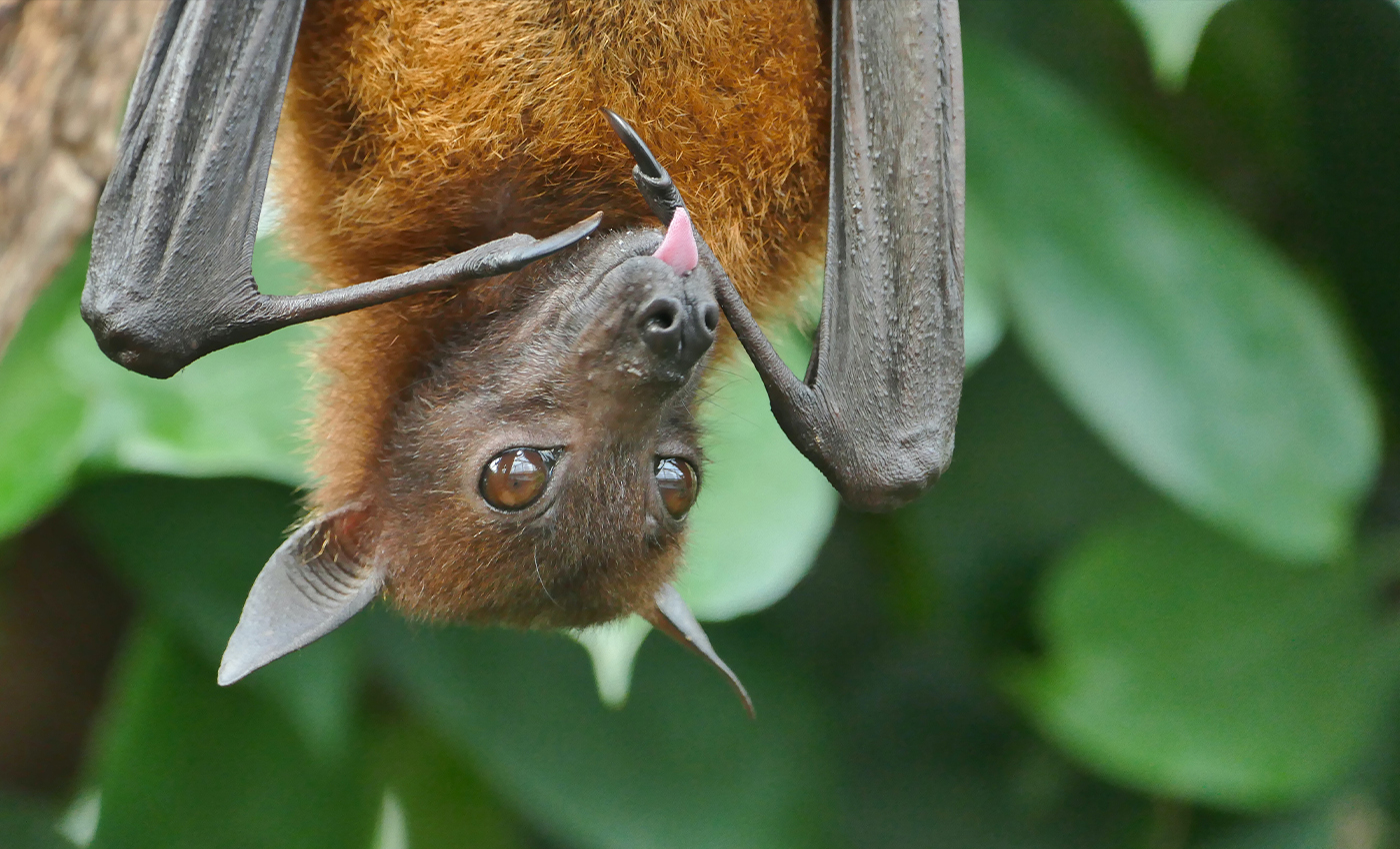 Coronavirus always comes from a bat.