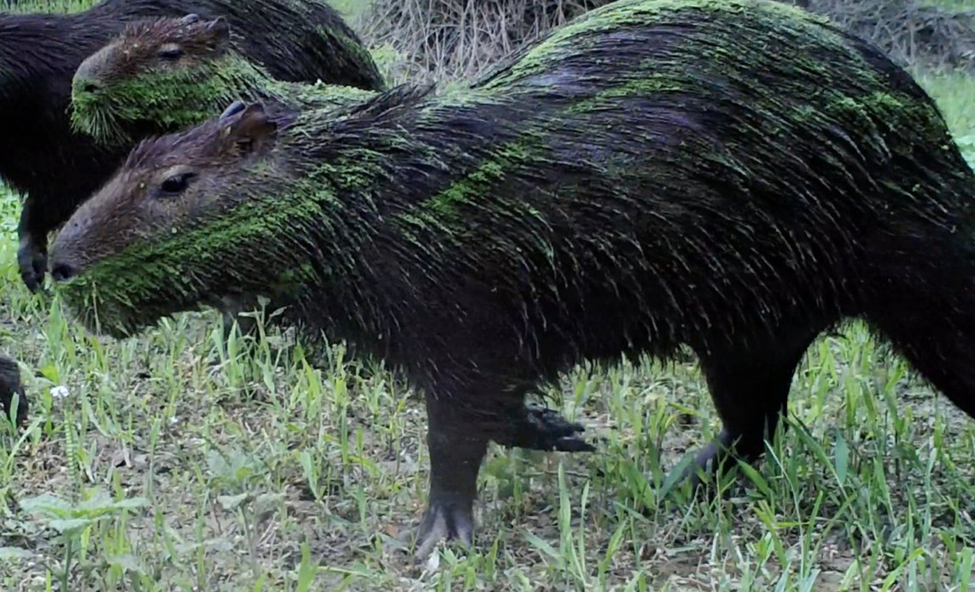 A new species of green capybara has been discovered in 2021.