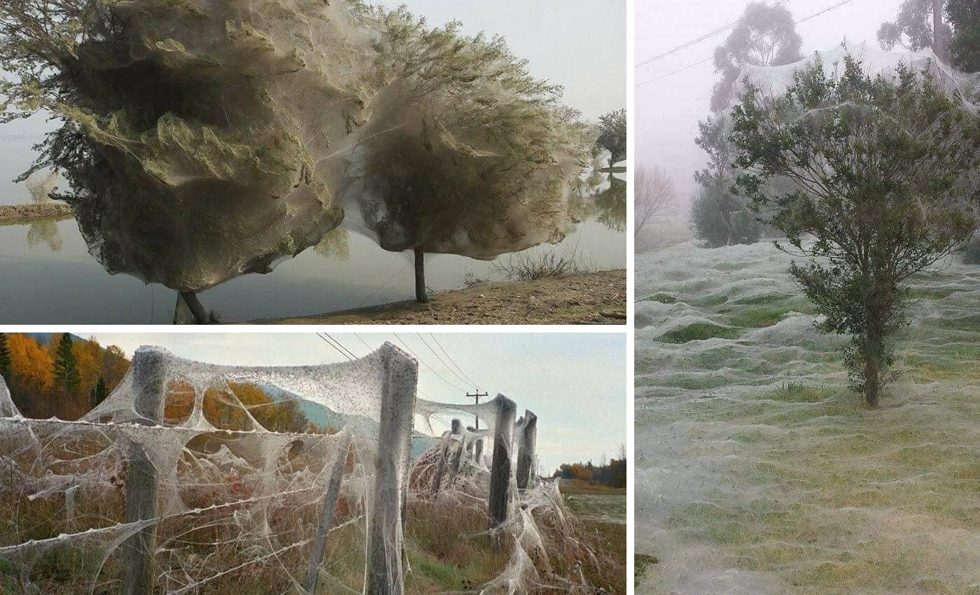 These images show spider season in Australia.