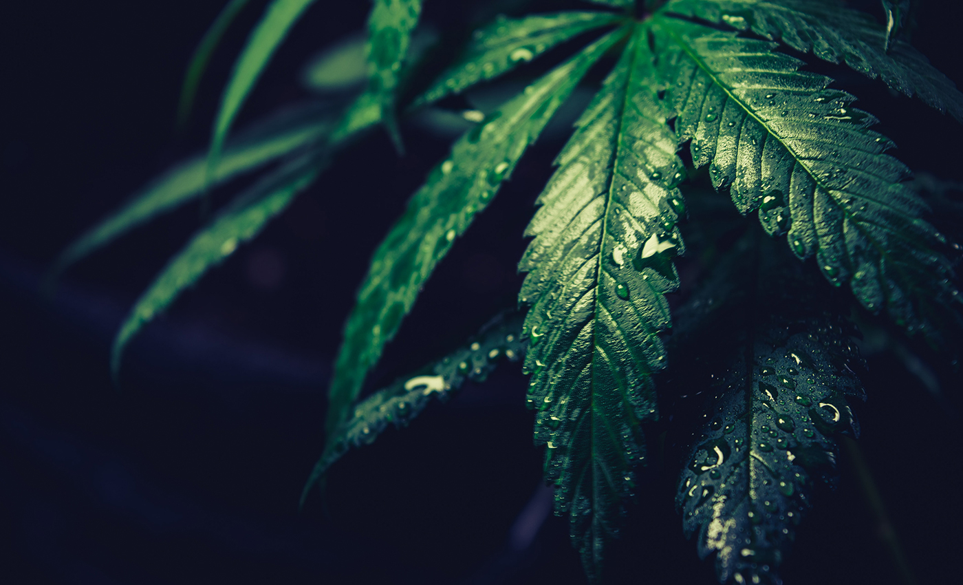 Marijuana consumption in the form of a milkshake called Bhang is quite common in India.