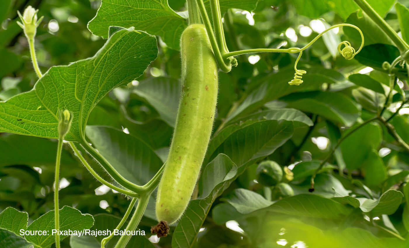 Consuming bottle gourd will help cure chronic heart ailments.