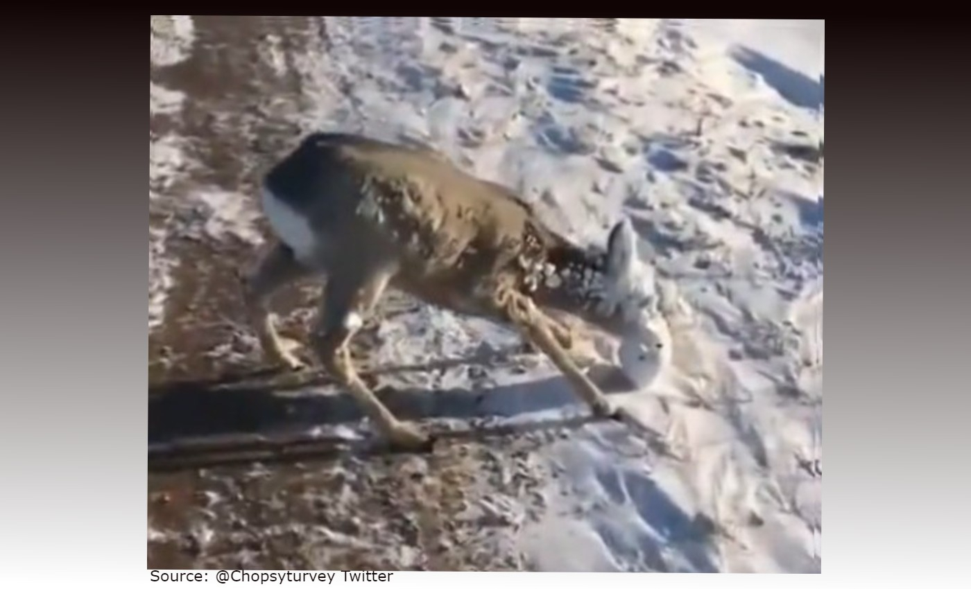 A deer with a frozen face was rescued by two walkers during the harsh winter conditions in North America.