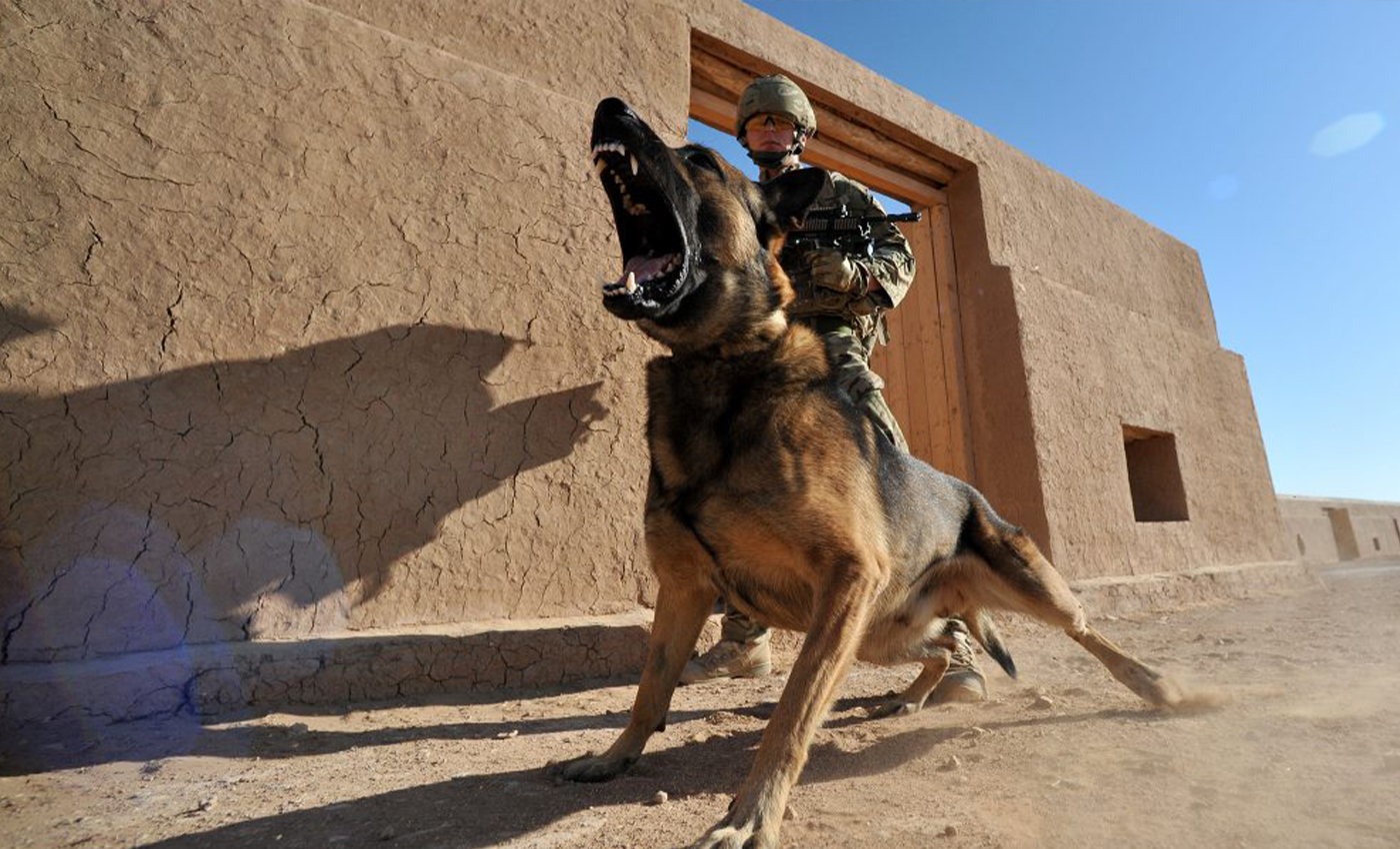U.S. President Joe Biden signs a bill initiating a pilot project to provide service dogs to struggling veterans.