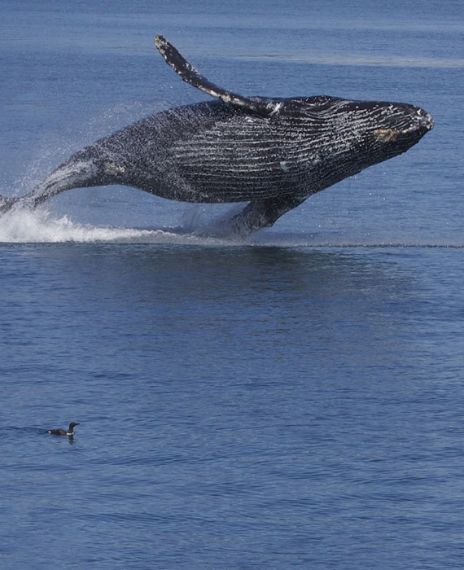 Humpback Whales were spotted near Bombay High Oil rig.