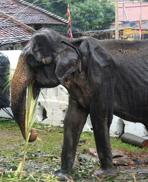 A pregnant wild elephant died after eating a pineapple stuffed with firecrackers in Kerala on 27 May 2020.