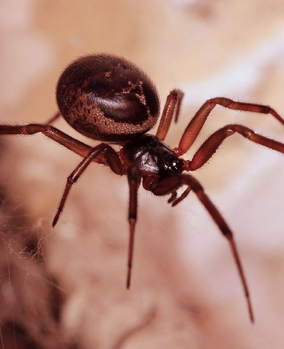 False widow spiders are one of 15 spider species living in the UK which can bite humans.