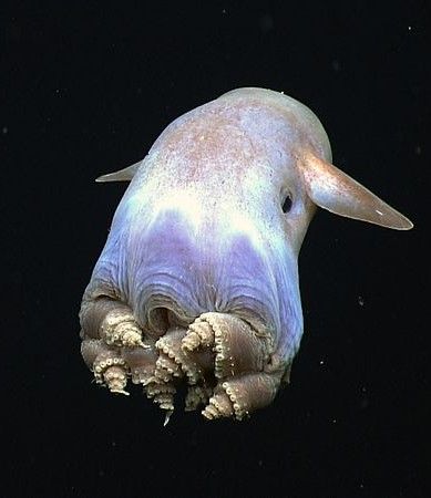 The world's deepest living octopus was spotted in the Indian Ocean.