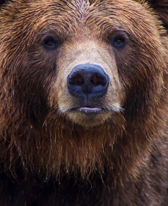 Bears are the only mammals that don’t pee or poo during their winter hibernation.