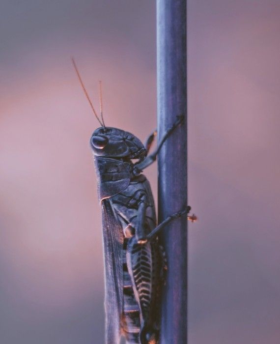 Locust attack spreads to parts of Pakistan, Rajasthan, and Madhya Pradesh.